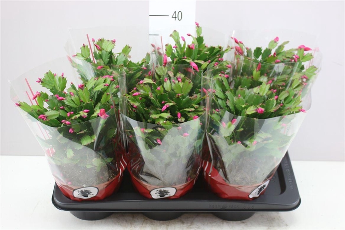 <h4>Schlumbergera Gemengd</h4>