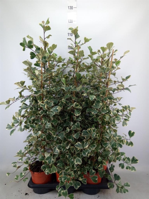 <h4>Ficus triangularis 'Sweetheart'</h4>