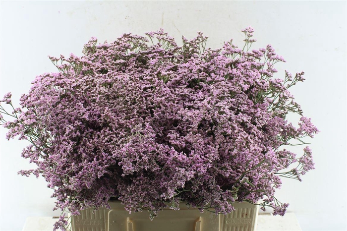 <h4>Lim Saf Oshi Pink</h4>