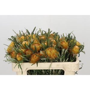 Banksia Dryandra