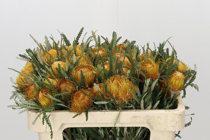 Banksia Dryandra