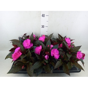 Impatiens NG 'Tamarinda Purple'