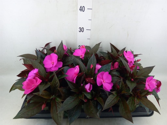 <h4>Impatiens NG 'Tamarinda Purple'</h4>