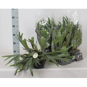 PLATYC BIFURCATUM