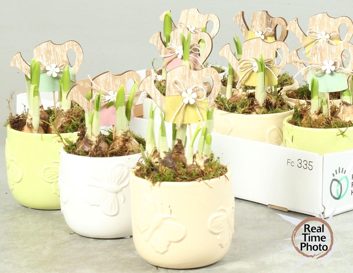 <h4>ARR NARCISSUS</h4>