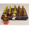 Hyacinthus orie.   ...mix 4