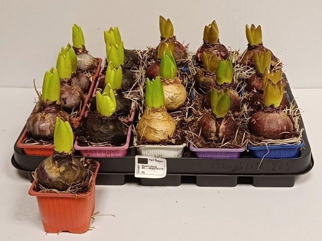 Hyacinthus orie.   ...mix 4