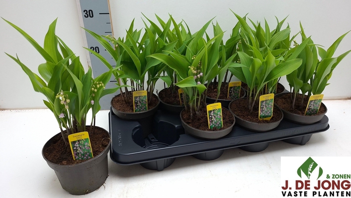 <h4>CONVAL MAJ ROSEA</h4>