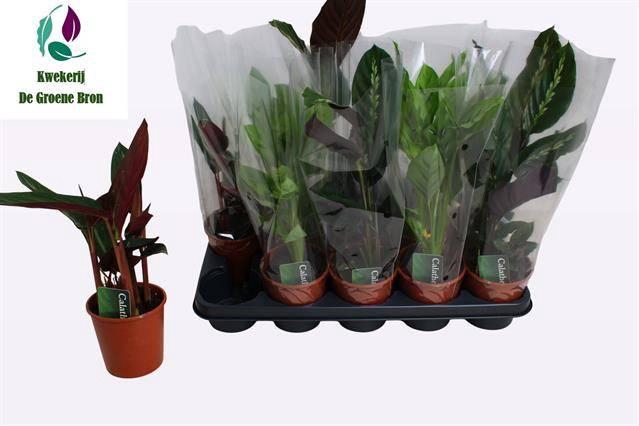 <h4>CALAT GEM 3 SRT</h4>