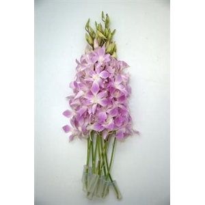 DENDR MISTEEN LUCY PINK
