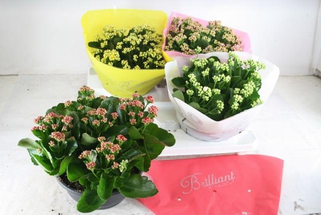 <h4>KAL GE GEM 4 KL</h4>