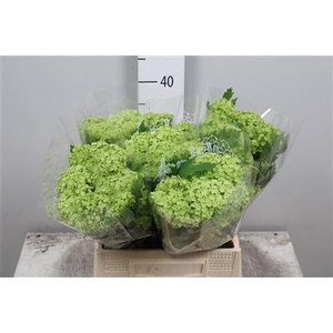 Viburnum Roseum St 2+