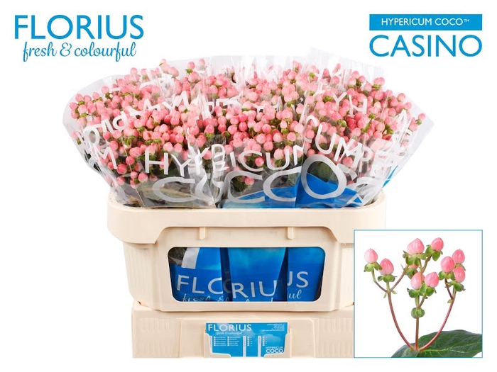 <h4>Hyp Coco Casino Florius</h4>