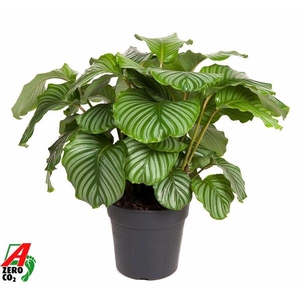 Calathea orbifolia