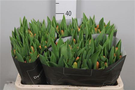 <h4>Tu En Time Out</h4>