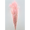 Pres Licopodium Long L Pink Bunch