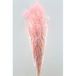 Pres Licopodium Long L Pink Bunch