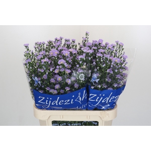 Aster Cassandra