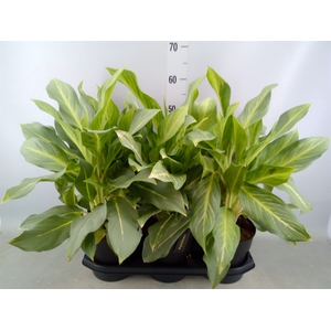 Aglaonema   ...