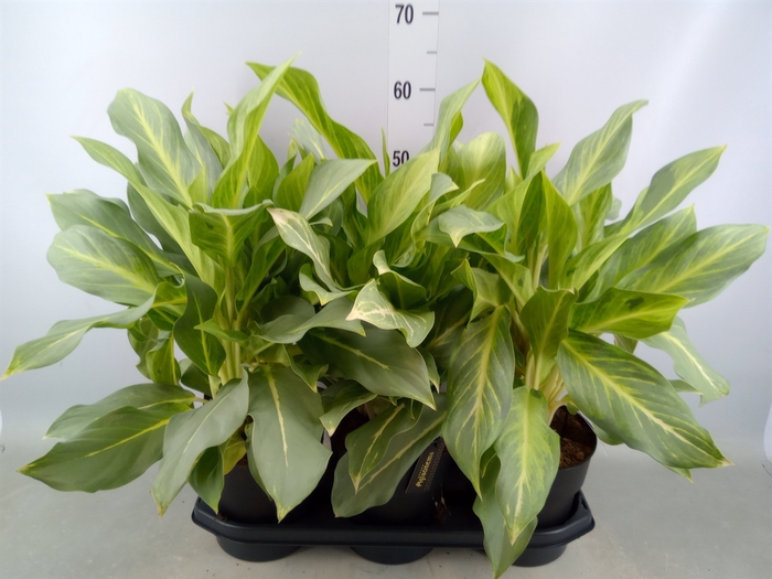 <h4>Aglaonema   ...</h4>