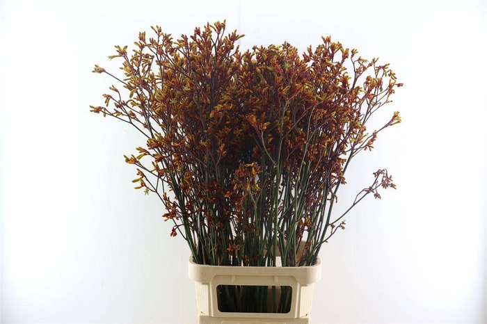 <h4>Anigoz Gold Fever</h4>