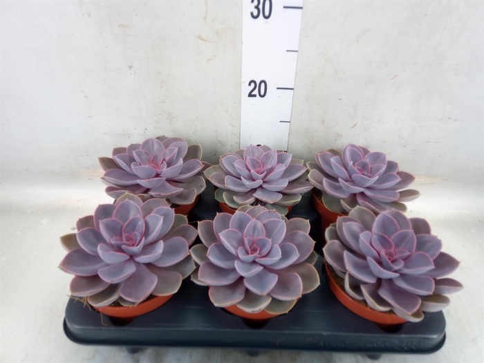 <h4>Echeveria  'Purple Pearl'</h4>