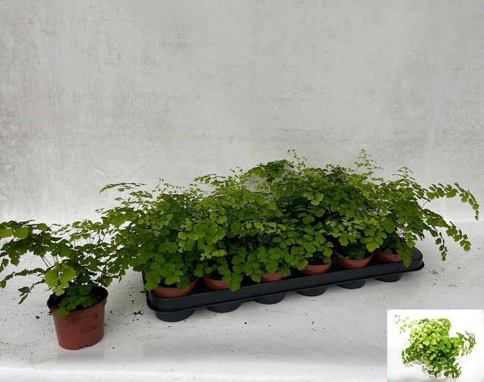 <h4>ADIAN RAD FRAGRANS</h4>