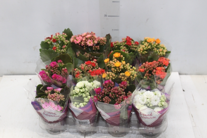 <h4>KALANCHOE DOBRADO MINI P09</h4>