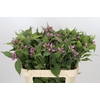 Chelone Obliqua
