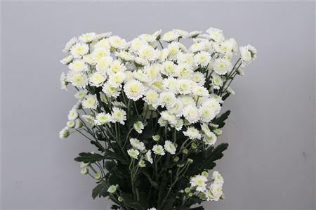 <h4>Chr T Stallion</h4>