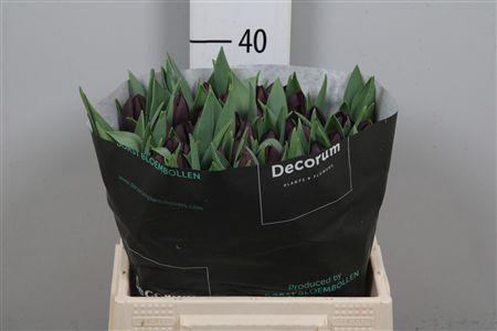 <h4>Tu En Nightshade</h4>