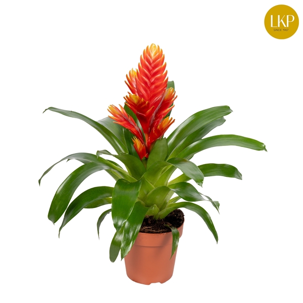 <h4>Vriesea Int Peach Oranje (Met Hoes)</h4>