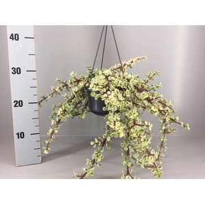 Portulacaria afra 'Variegata' hangpot