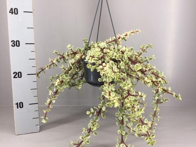 <h4>Portulacaria afra 'Variegata' hangpot</h4>