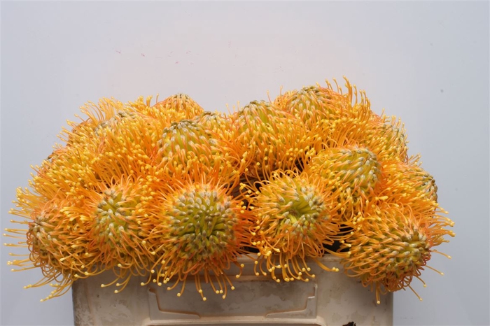 <h4>Leuco Catherina</h4>
