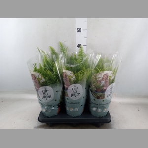 Nephrolepis exal. 'Green Lady'