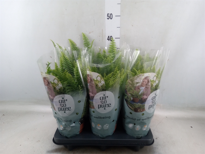 <h4>Nephrolepis exal. 'Green Lady'</h4>