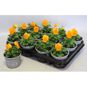 Viola cornuta F1 Orange