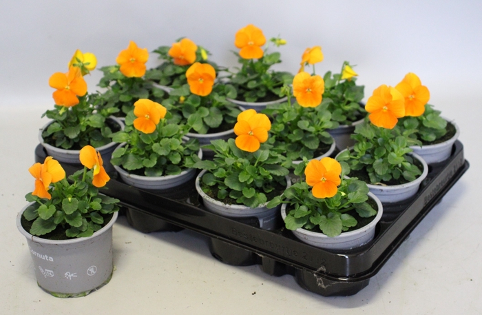 <h4>Viola cornuta F1 Orange</h4>