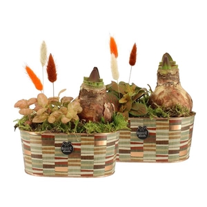 41576: Treasure time arrangement