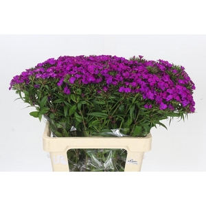 Dianthus Br Amazon Neon Purple