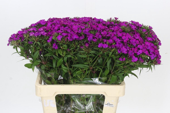 <h4>Dianthus Br Amazon Neon Purple</h4>