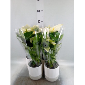 Anthurium  'Karma White'