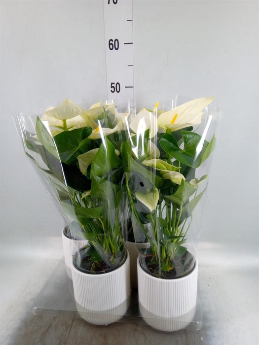 <h4>Anthurium 'Karma White'</h4>