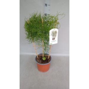 Planten   ...green L%