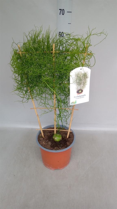 <h4>Planten ...green L%</h4>