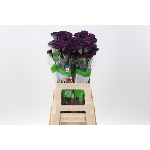 Di St Cobalt Thrill /Extasis