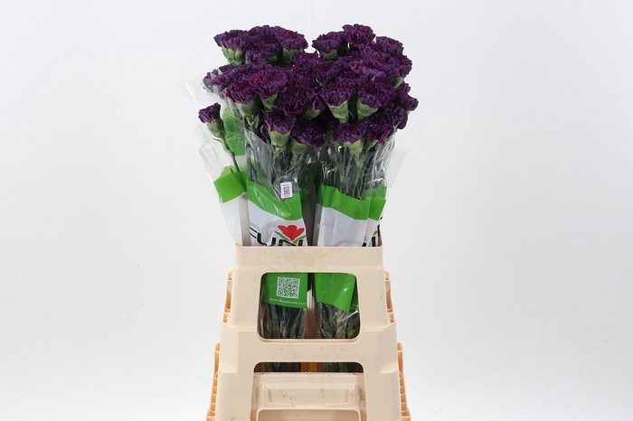 <h4>Di St Cobalt Thrill /Extasis</h4>