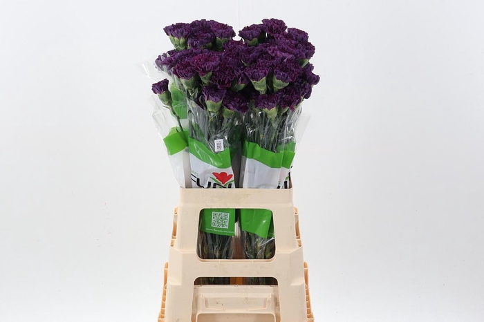 <h4>Di St Cobalt Thrill /Extasis</h4>