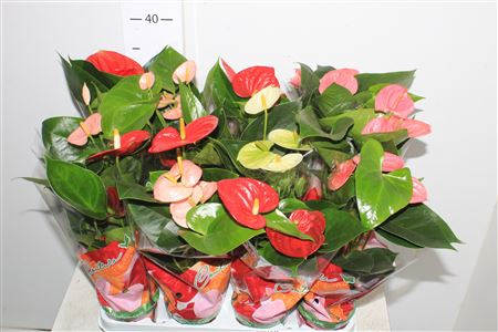 <h4>Anthu An Gem 4 Kl 3+</h4>
